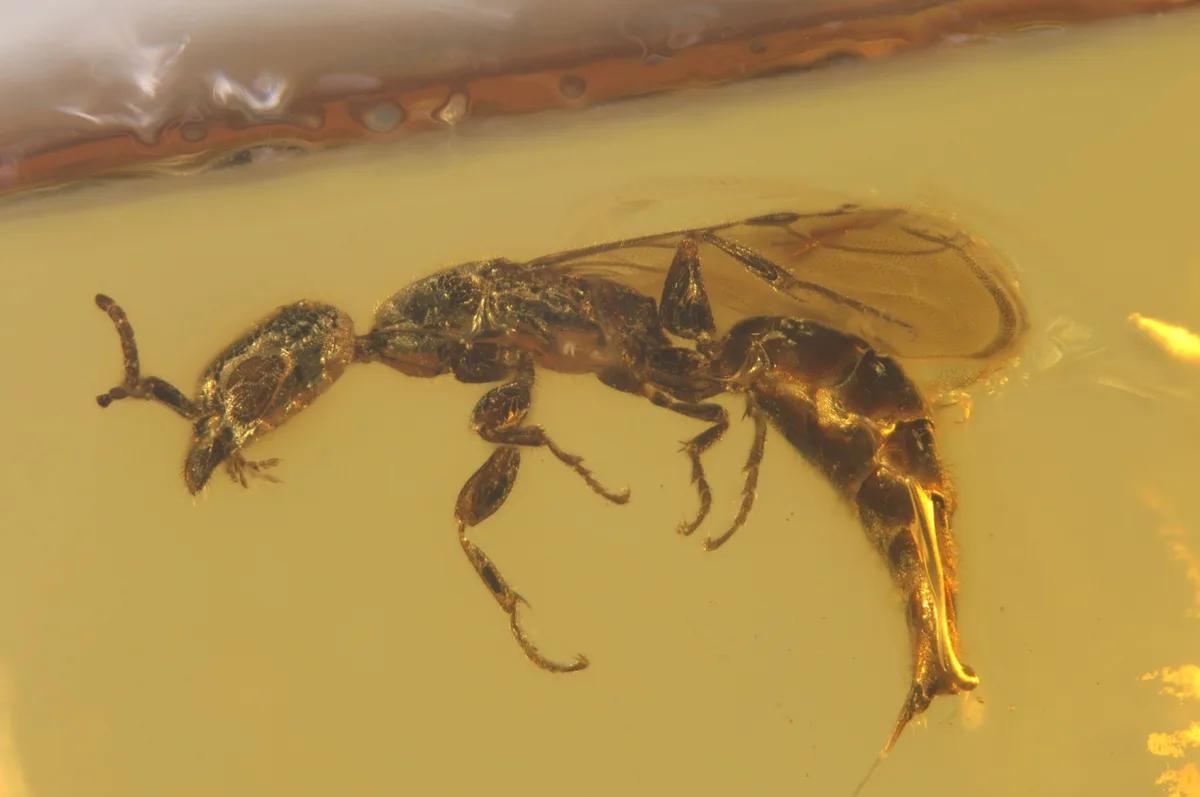 Oscar Piastri: del circuito a la paleontología con una avispa prehistórica
